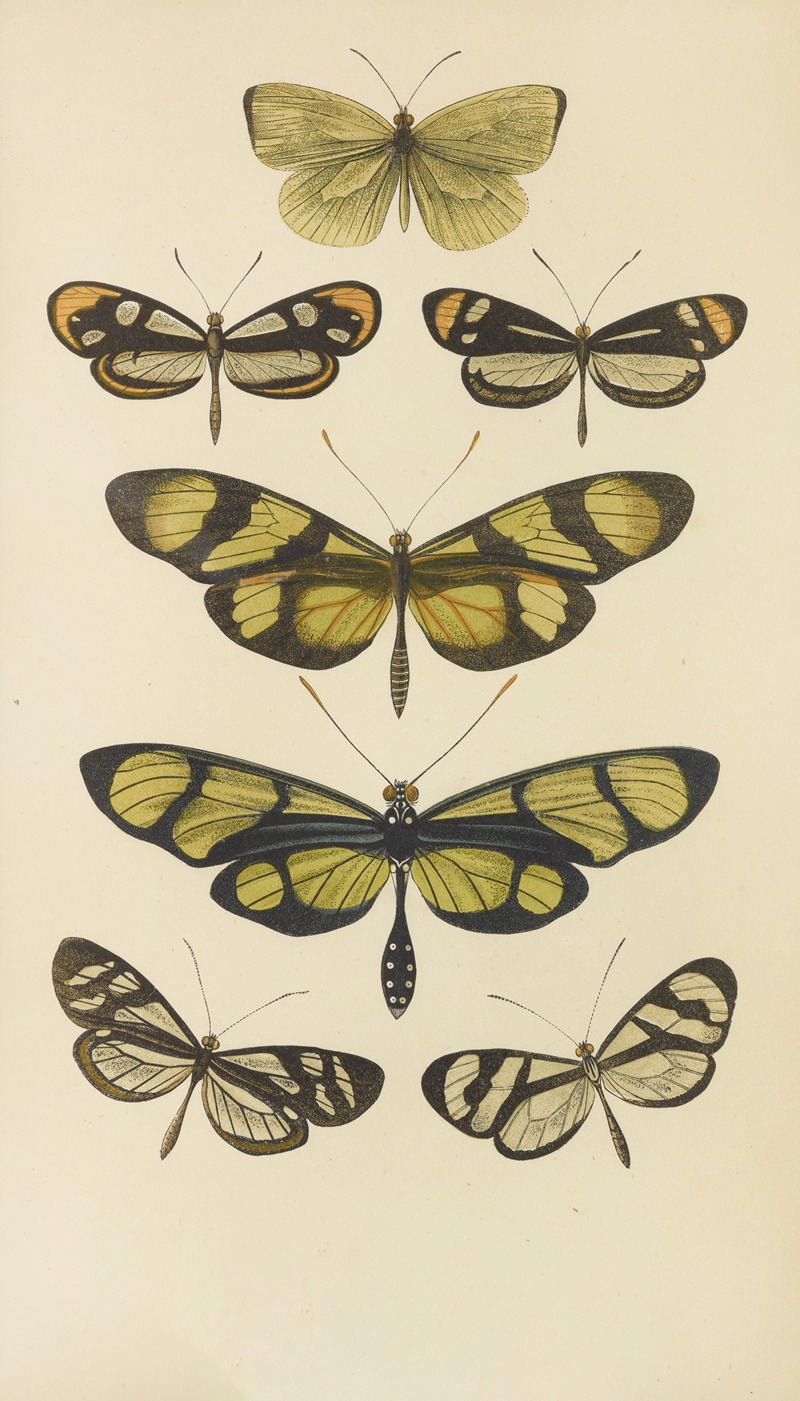 South American Butterflies — Barret And Sons
