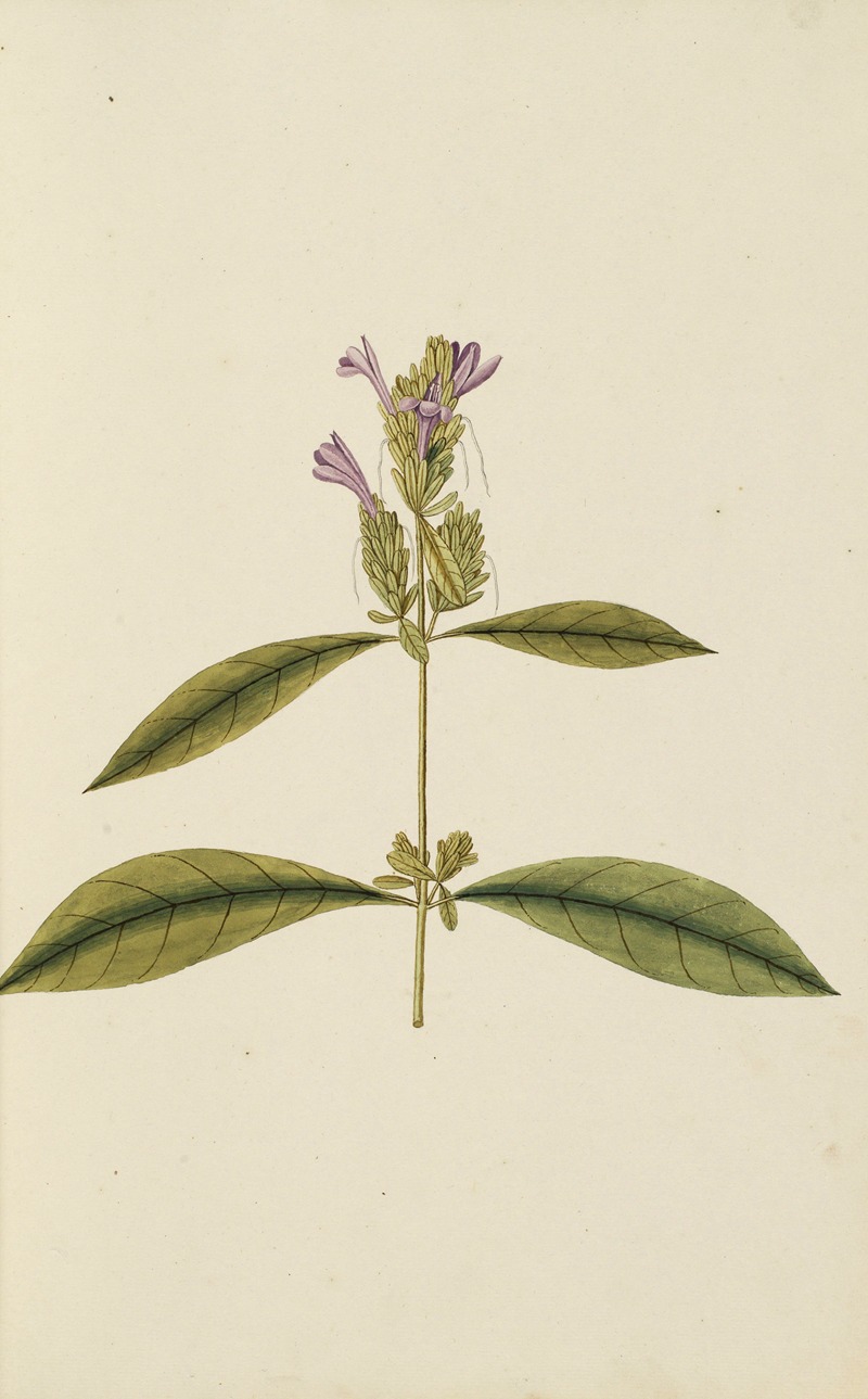 Selectarum stirpium Americanarum historia Pl.007 — Nikolaus Joseph Freiherr von Jacquin