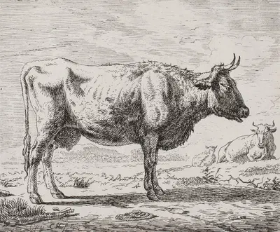 Ko i profil by Кристиан Хольм, 1820 – 1821 — digital art print download