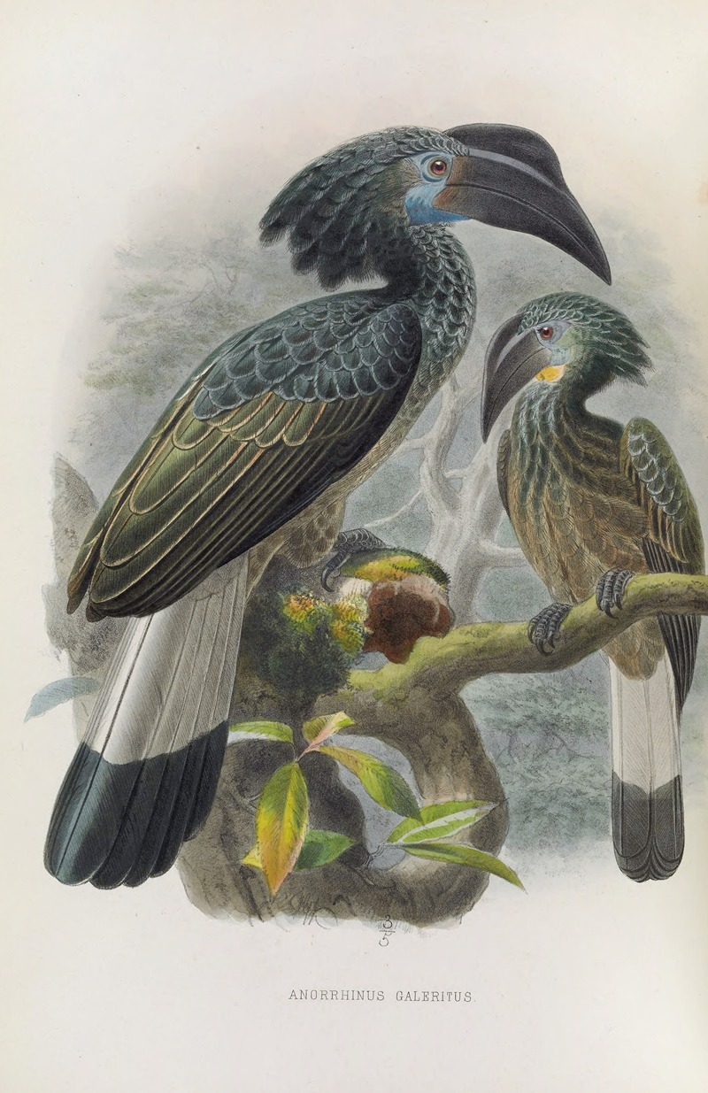 Anorrhinus galeritus by Daniel Giraud Elliot, 1882 — digital art print download
