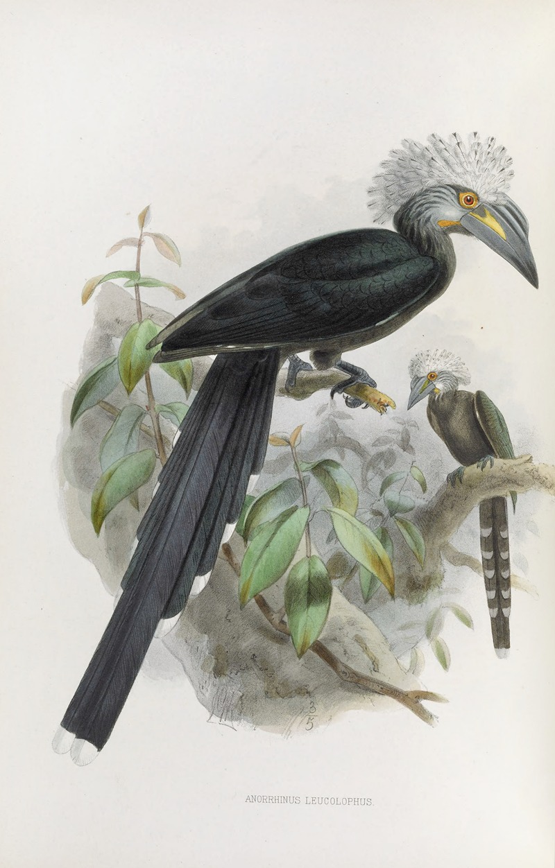 Anorrhinus leucolophus by Daniel Giraud Elliot, 1882 — digital art print download