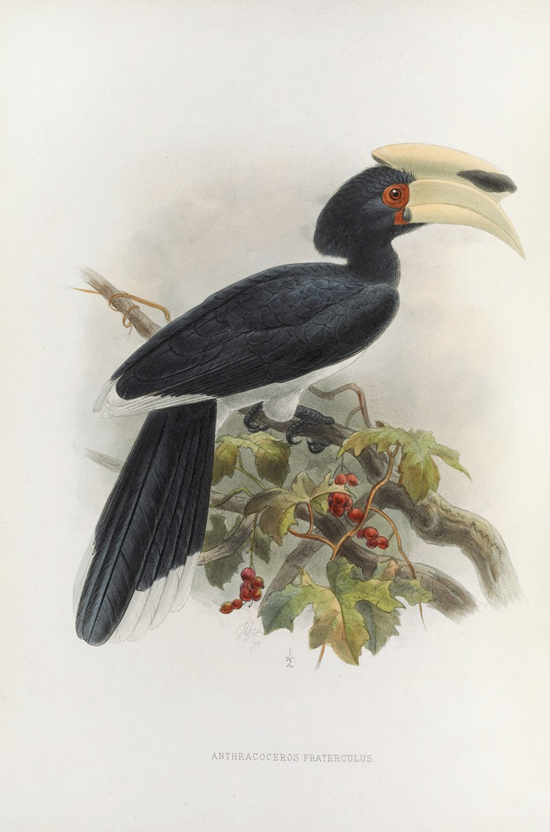Anthracoceros fraterculus by Daniel Giraud Elliot, 1882 — digital art print download