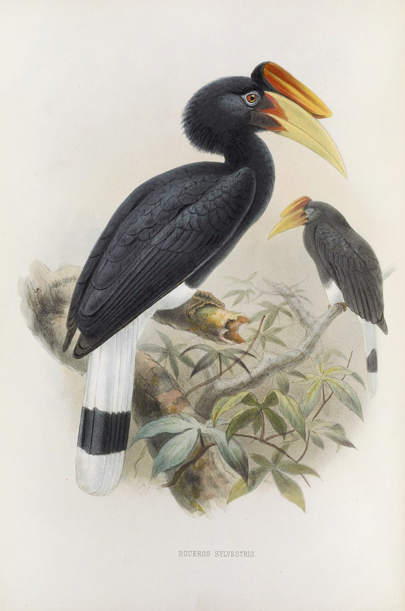Buceros sylvestris by Daniel Giraud Elliot, 1882 — digital art print download