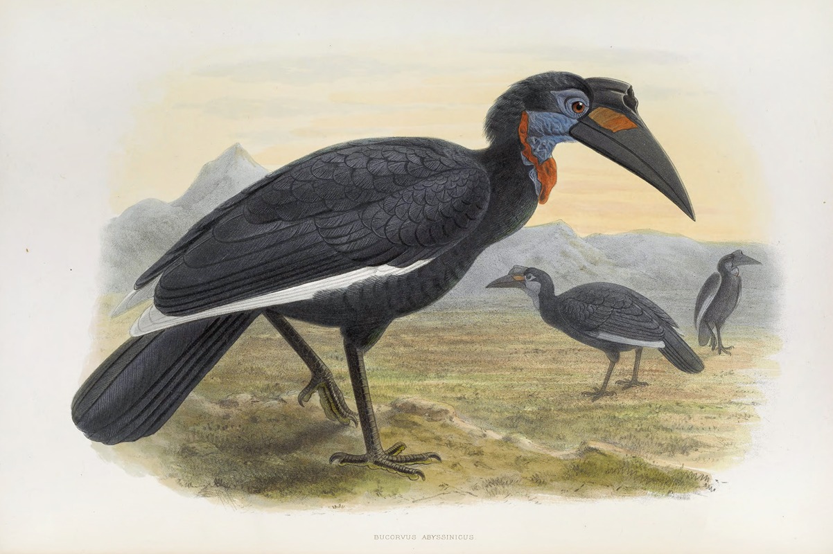 Bucorvus abyssinicus by Daniel Giraud Elliot, 1882 — digital art print download