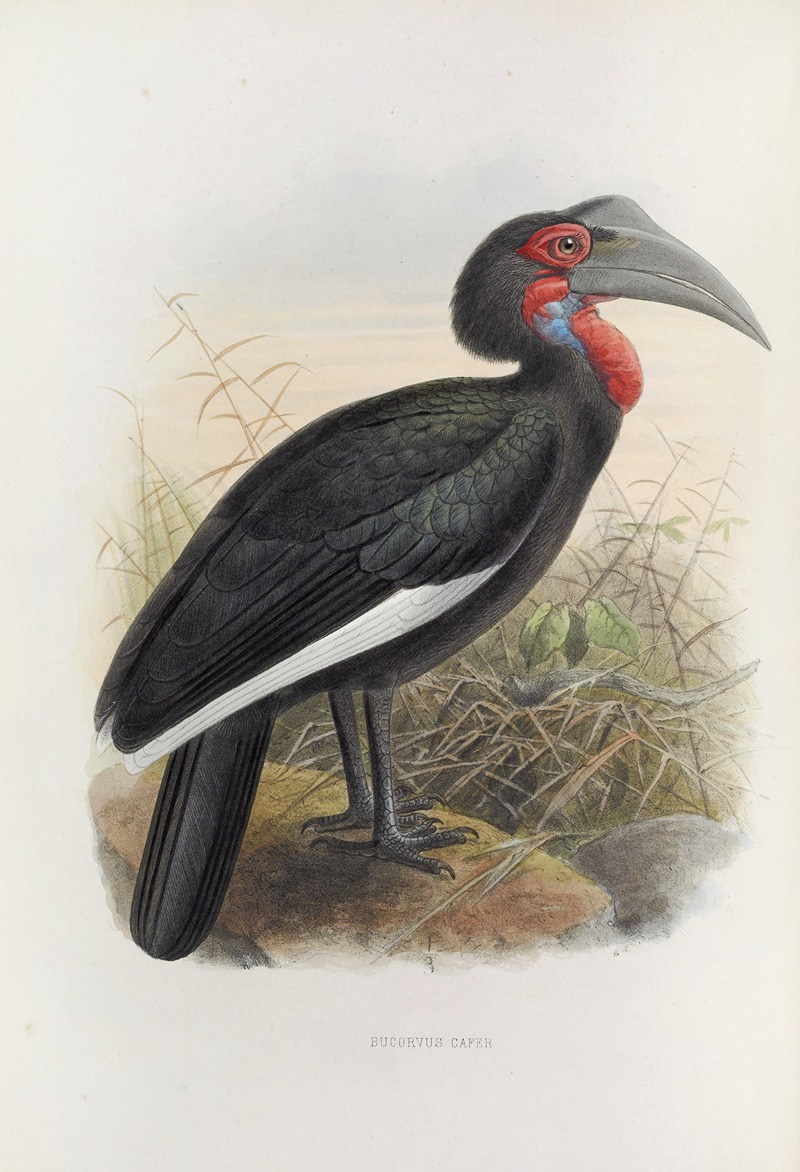 Bucorvus cafer by Daniel Giraud Elliot, 1882 — digital art print download