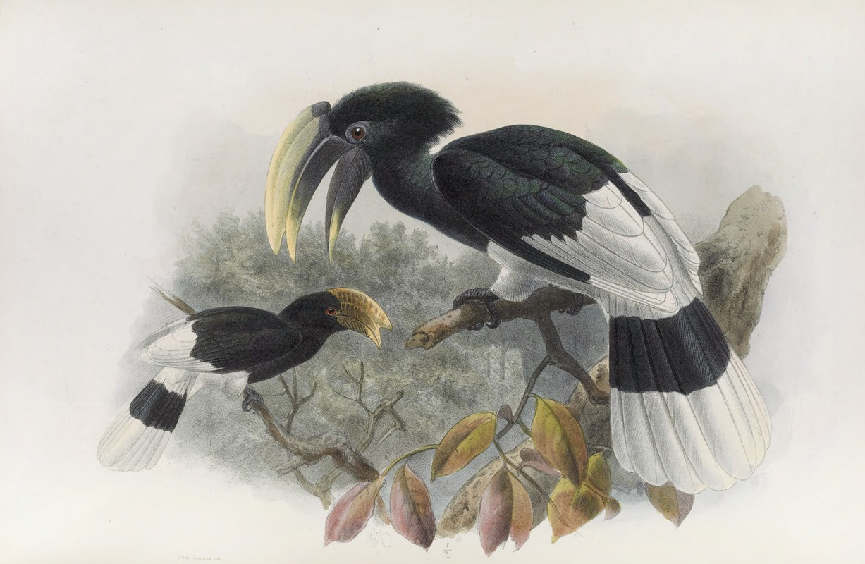 Bycanistes albotibialis by Daniel Giraud Elliot, 1882 — digital art print download