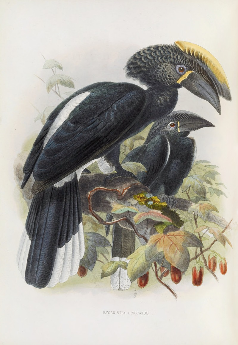 Bycanistes cristatus by Daniel Giraud Elliot, 1882 — digital art print download