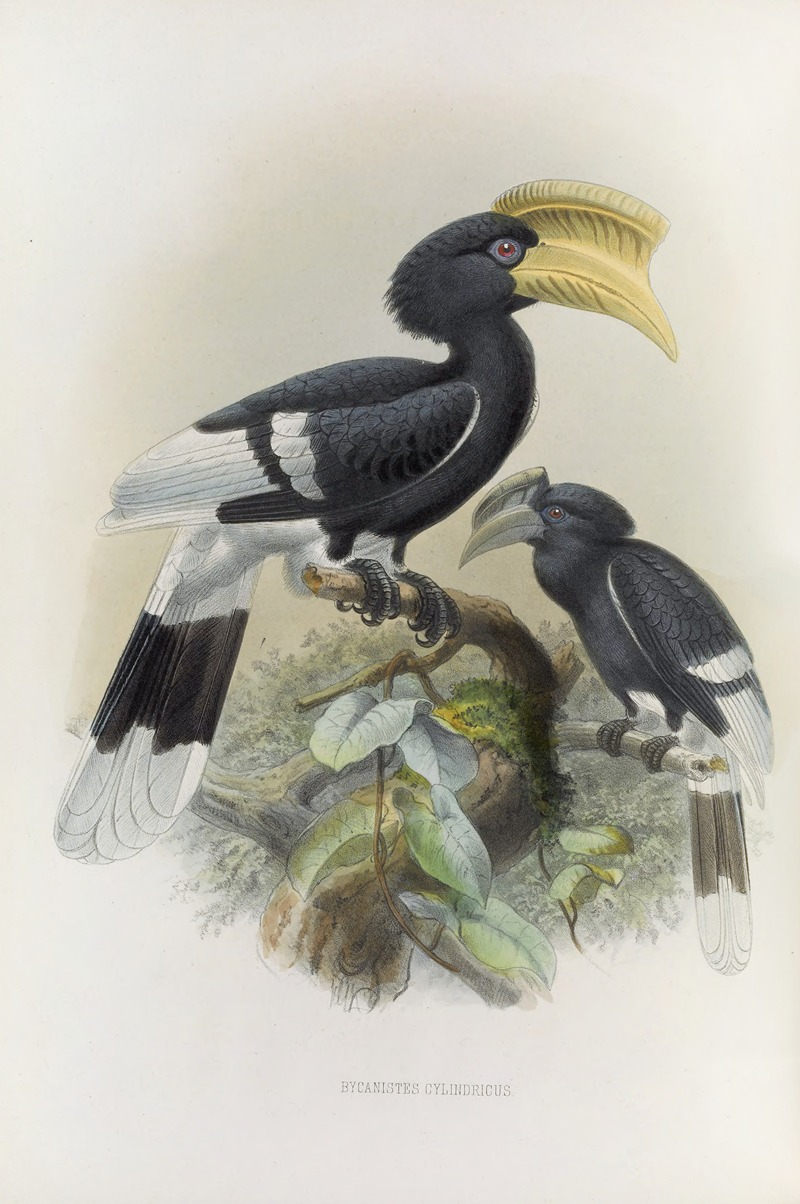 Bycanistes cylindricus by Daniel Giraud Elliot, 1882 — digital art print download