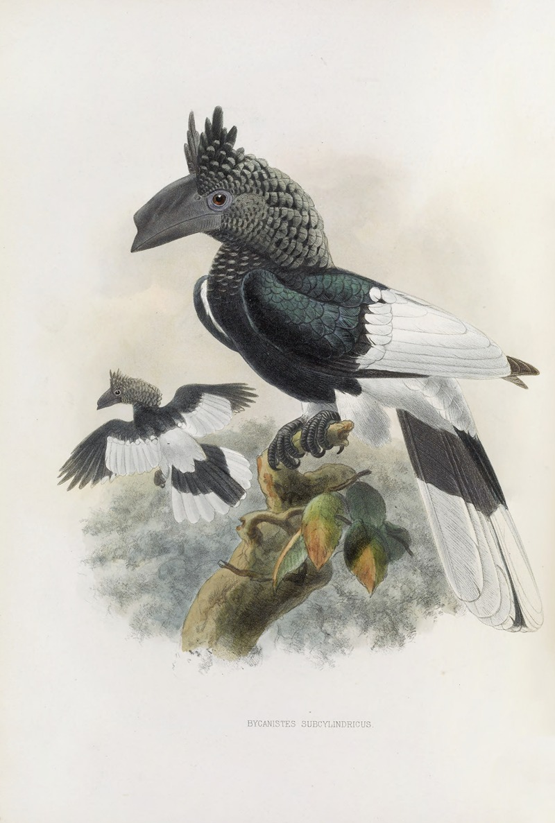 Bycanistes subcylindricus by Daniel Giraud Elliot, 1882 — digital art print download