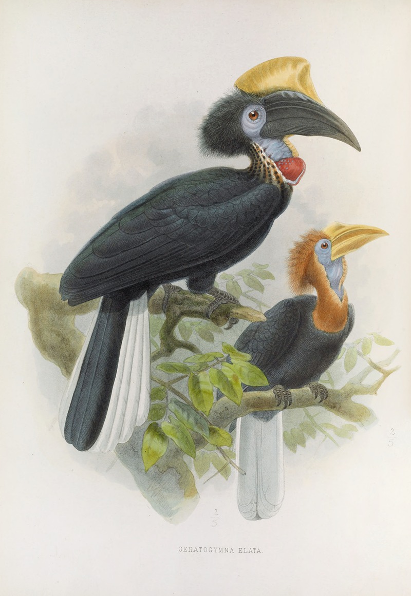 Ceratogymna elata by Daniel Giraud Elliot, 1882 — digital art print download