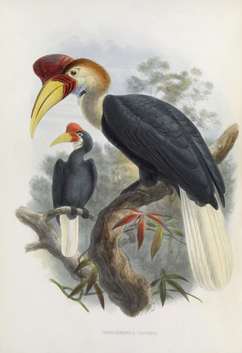 Cranorrhinus cassidix by Daniel Giraud Elliot, 1882 — digital art print download
