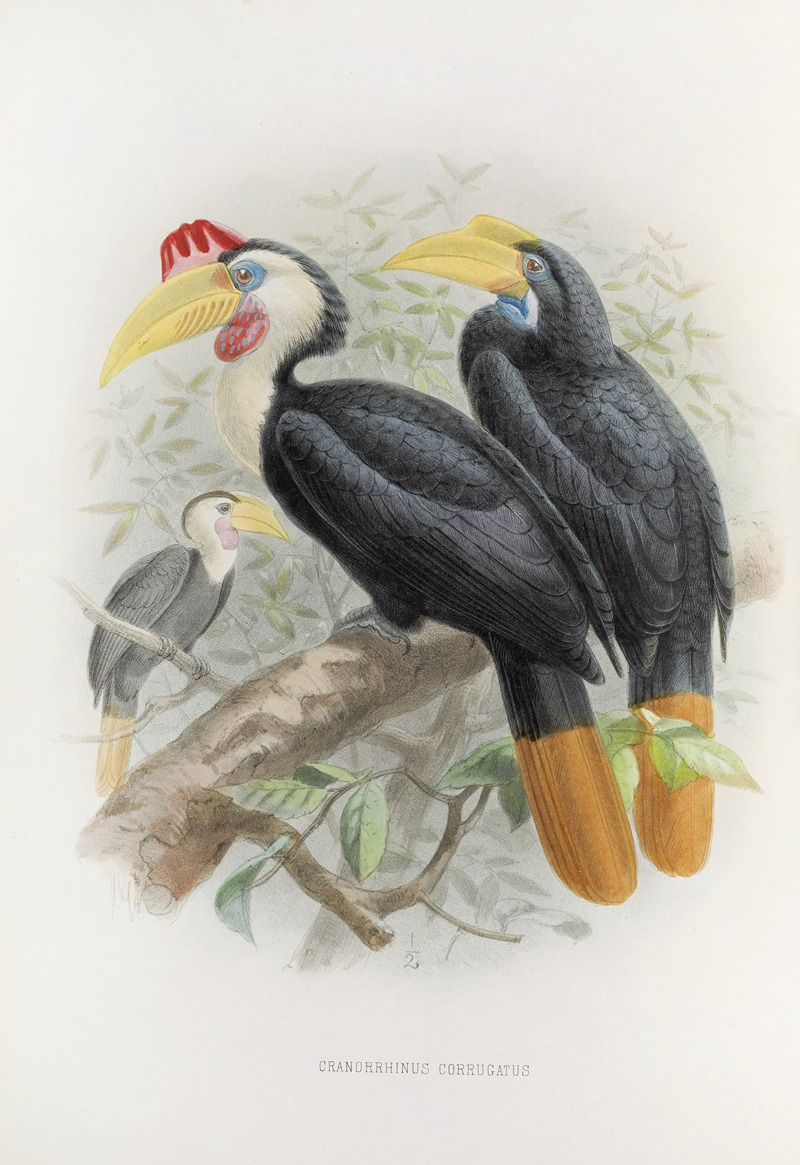 Cranorrhinus corrugatus by Daniel Giraud Elliot, 1882 — digital art print download