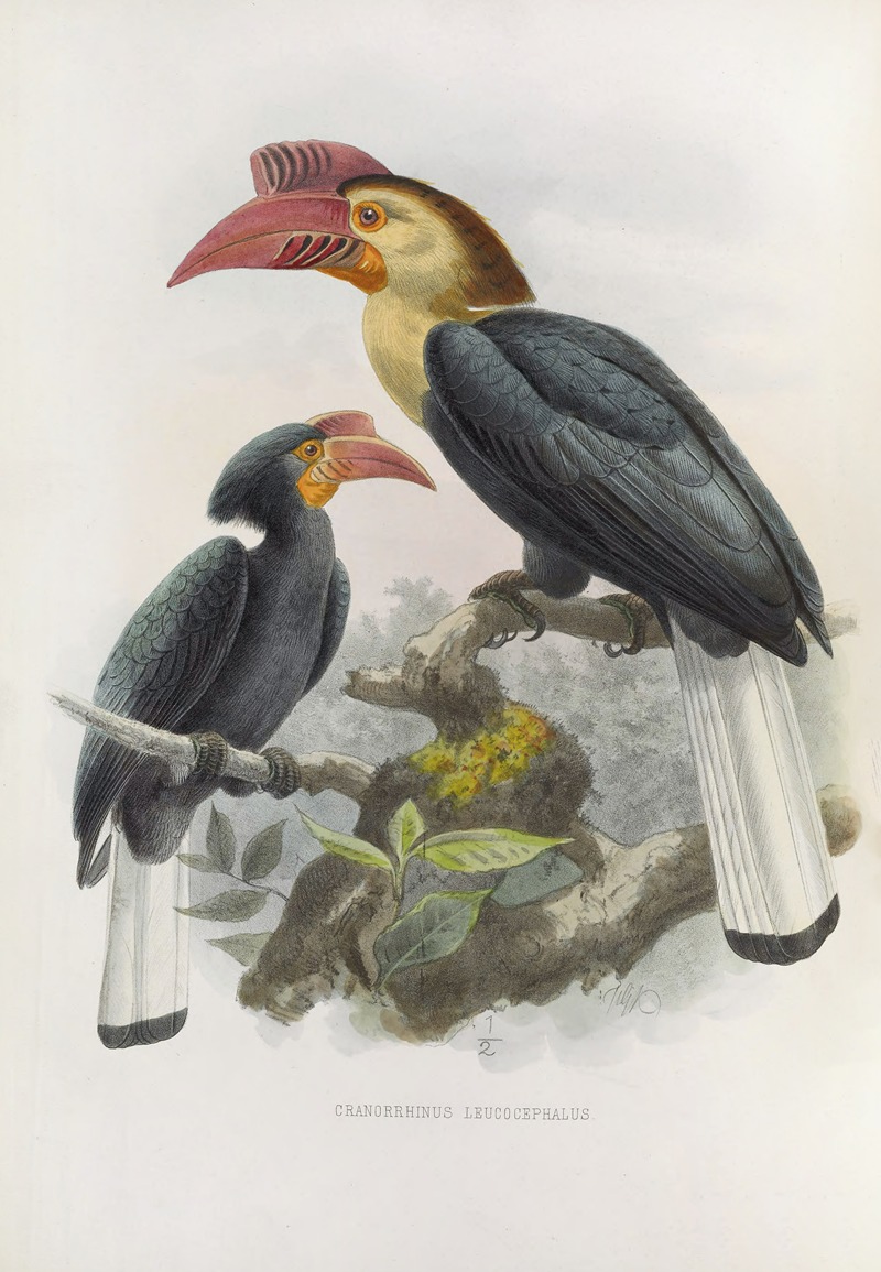 Cranorrhinus leucocephalus by Daniel Giraud Elliot, 1882 — digital art print download