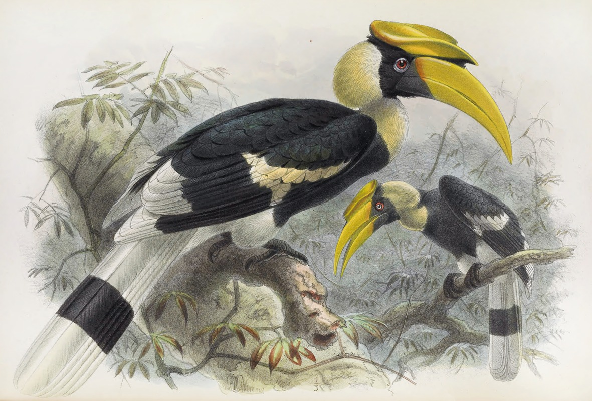 Dichoceros bicornis by Daniel Giraud Elliot, 1882 — digital art print download