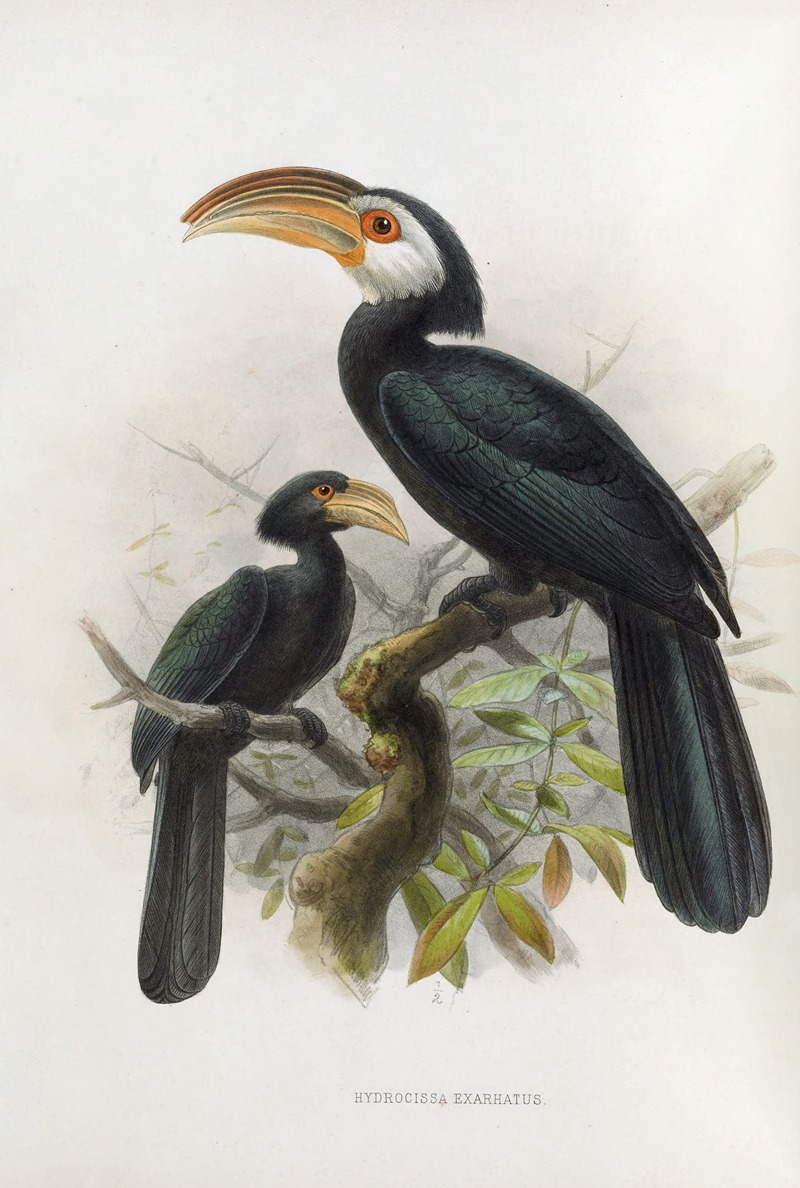 Hydrocissa exarhatus by Daniel Giraud Elliot, 1882 — digital art print download
