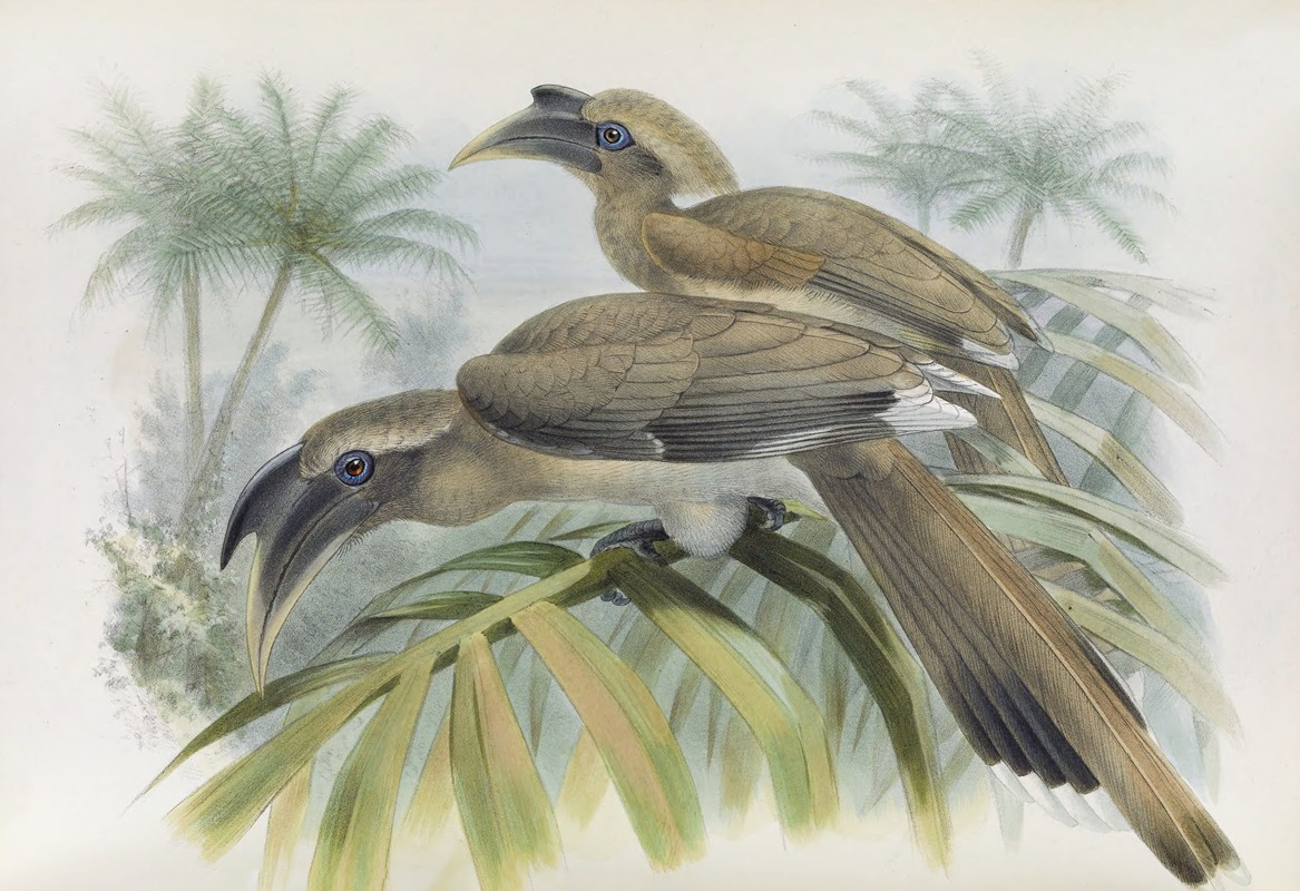 Lophoceros birostris by Daniel Giraud Elliot, 1882 — digital art print download