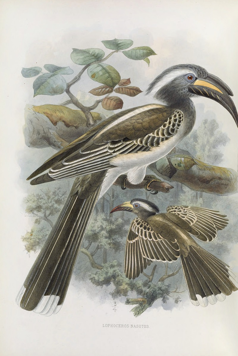 Lophoceros nasutus by Daniel Giraud Elliot, 1882 — digital art print download