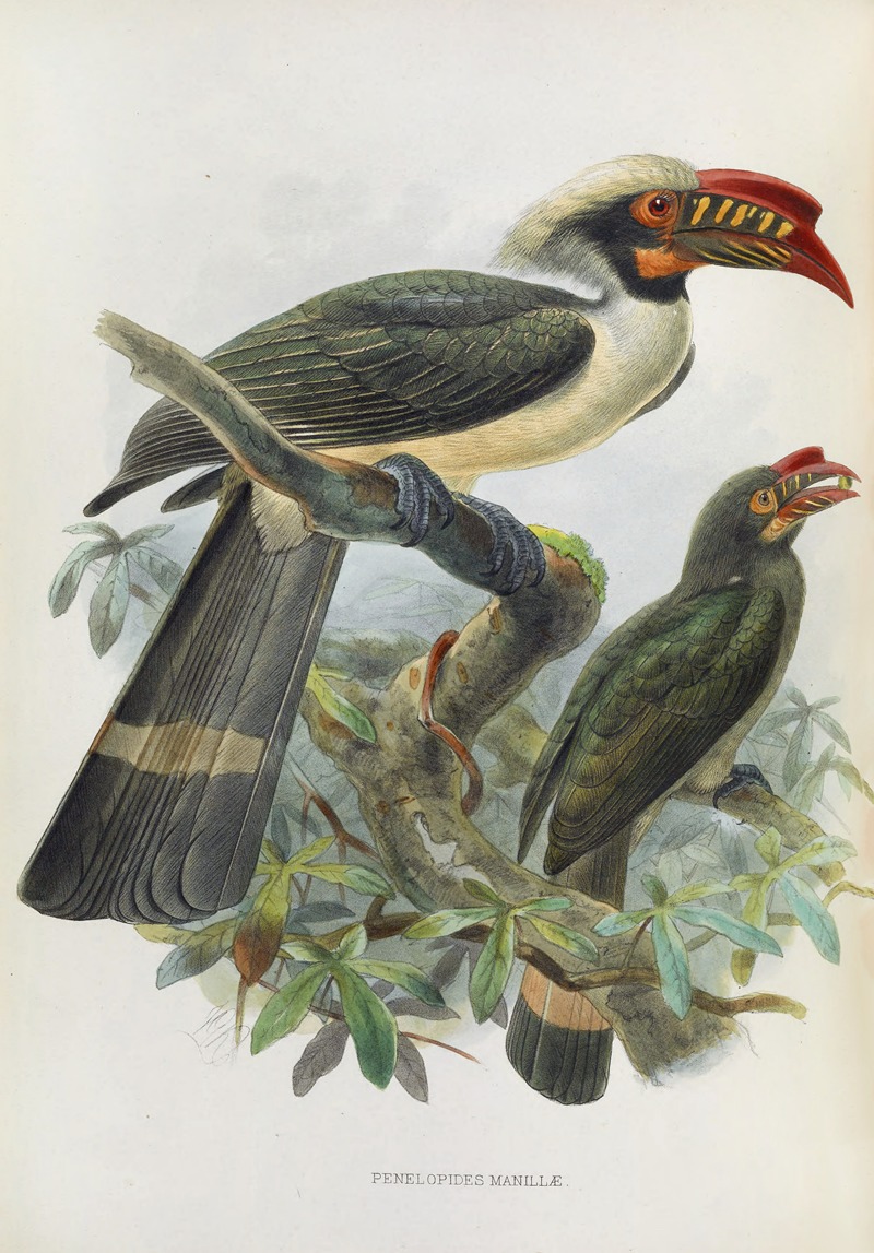 Penelopides manillae by Daniel Giraud Elliot, 1882 — digital art print download
