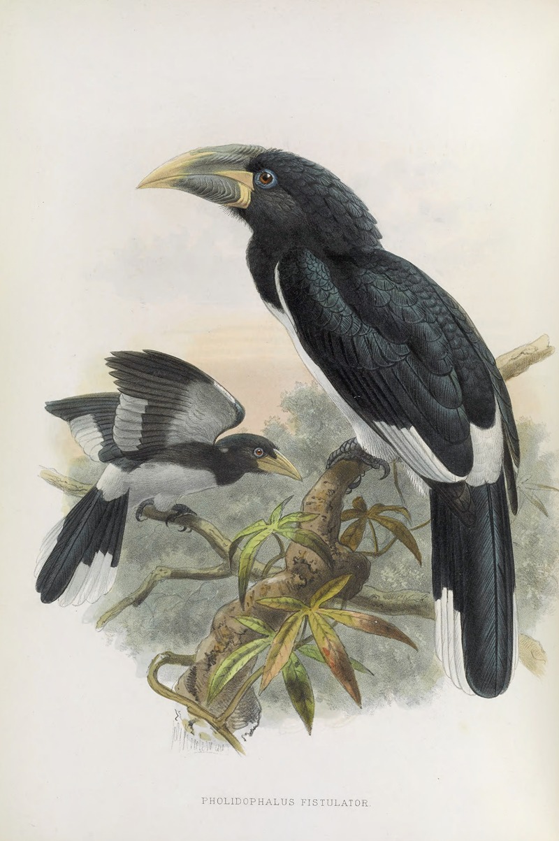 Pholidophalus fistulator by Daniel Giraud Elliot, 1882 — digital art print download