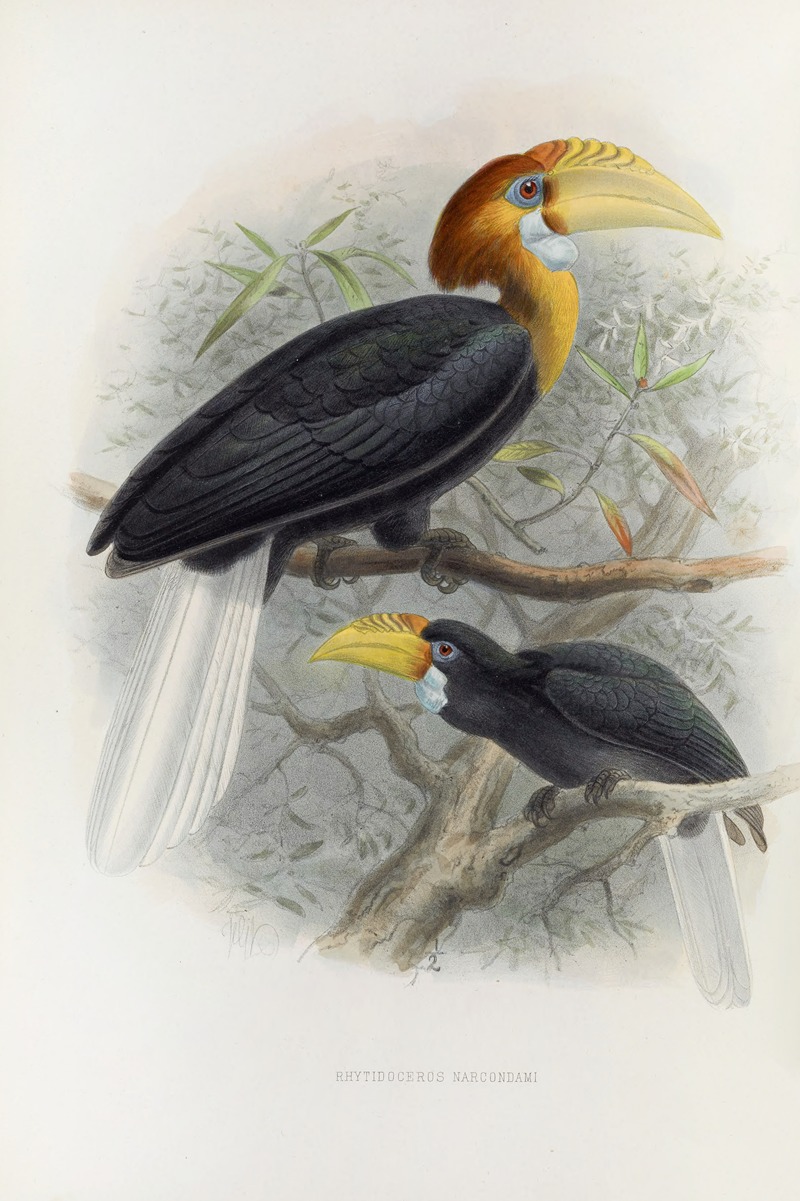 Rhytidoceros narcondami by Daniel Giraud Elliot, 1882 — digital art print download