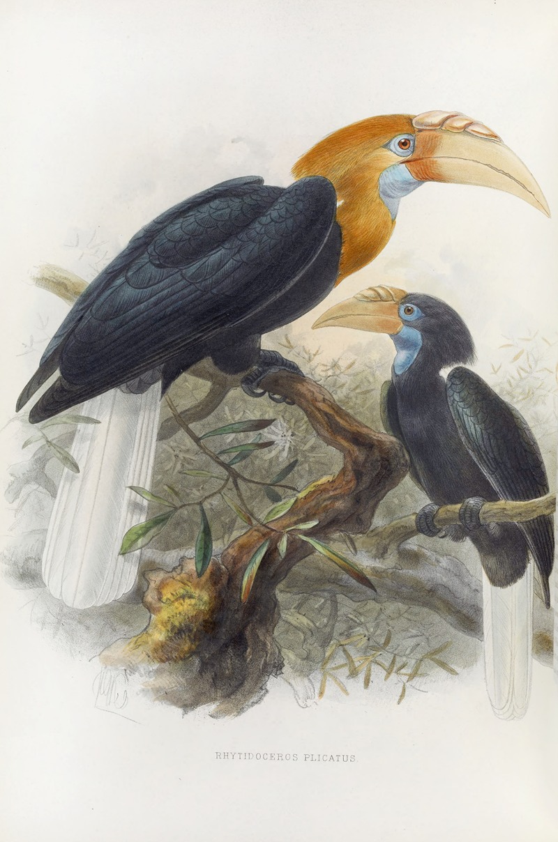 Rhytidoceros plicatus — Daniel Giraud Elliot