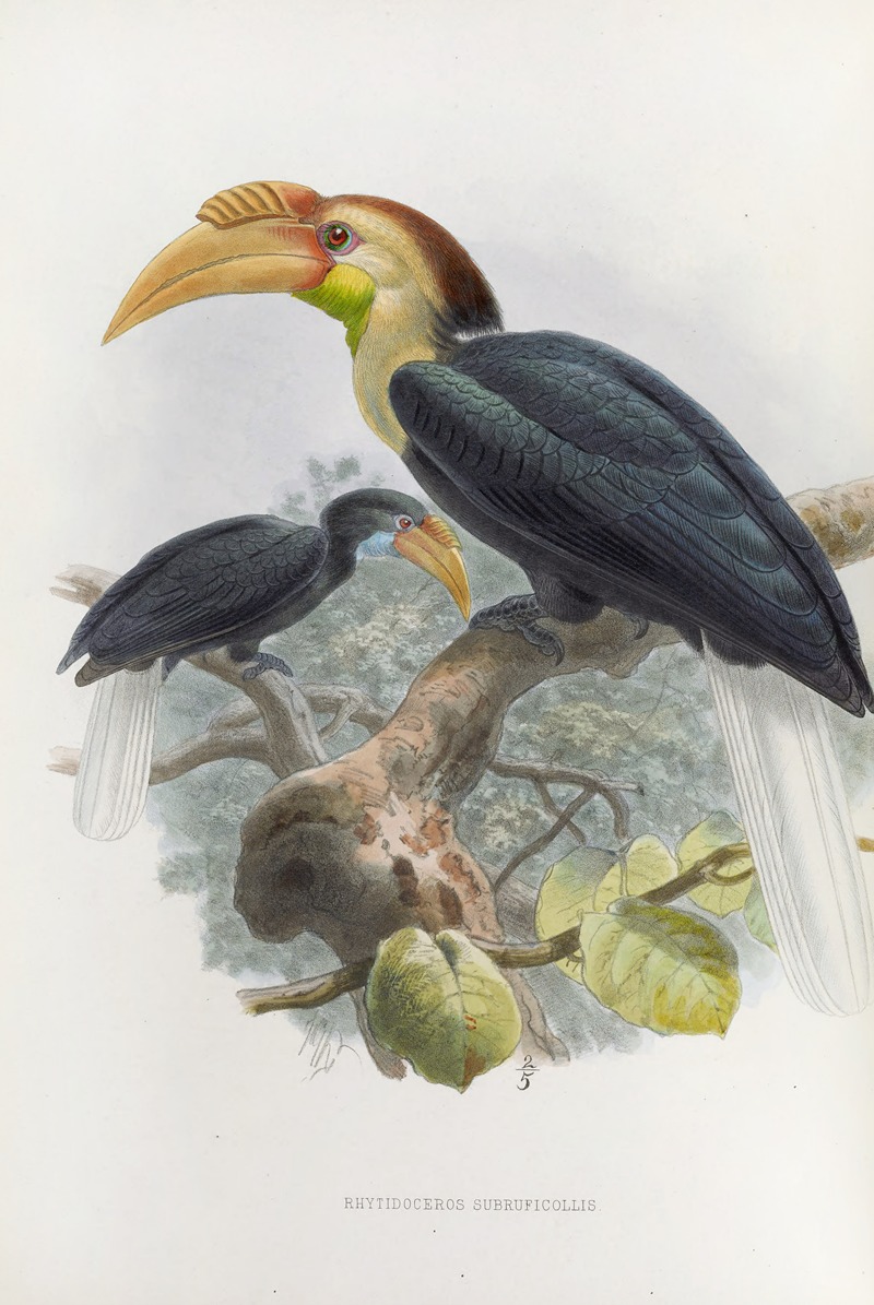 Rhytidoceros subruficollis — Daniel Giraud Elliot