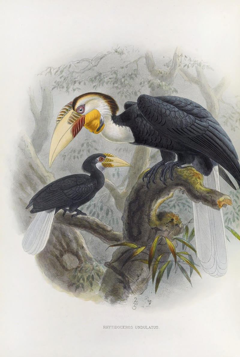 Rhytidoceros undulatus — Daniel Giraud Elliot