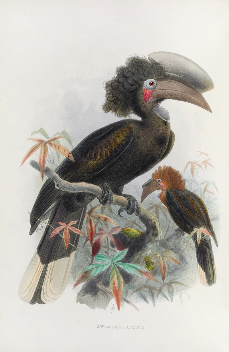 Sphagolobus atratus by Daniel Giraud Elliot, 1882 — digital art print download