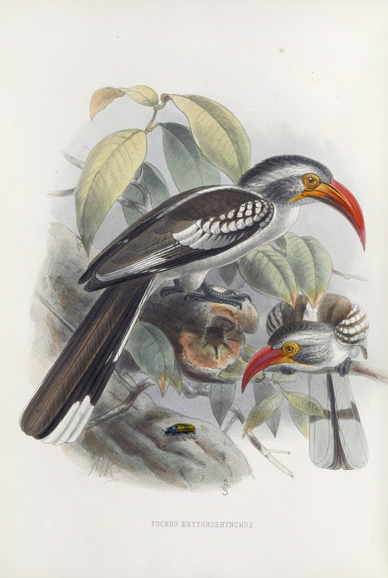 Tockus erythrorhynchus by Daniel Giraud Elliot, 1882 — digital art print download