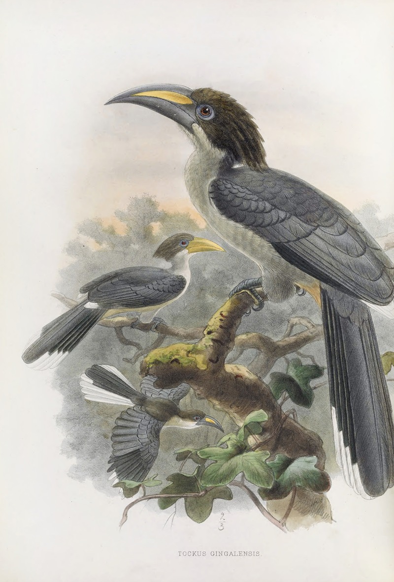 Tockus gingalensis by Daniel Giraud Elliot, 1882 — digital art print download