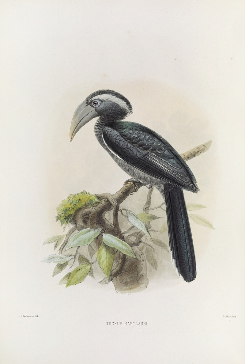 Tockus hartlaubi by Daniel Giraud Elliot, 1882 — digital art print download