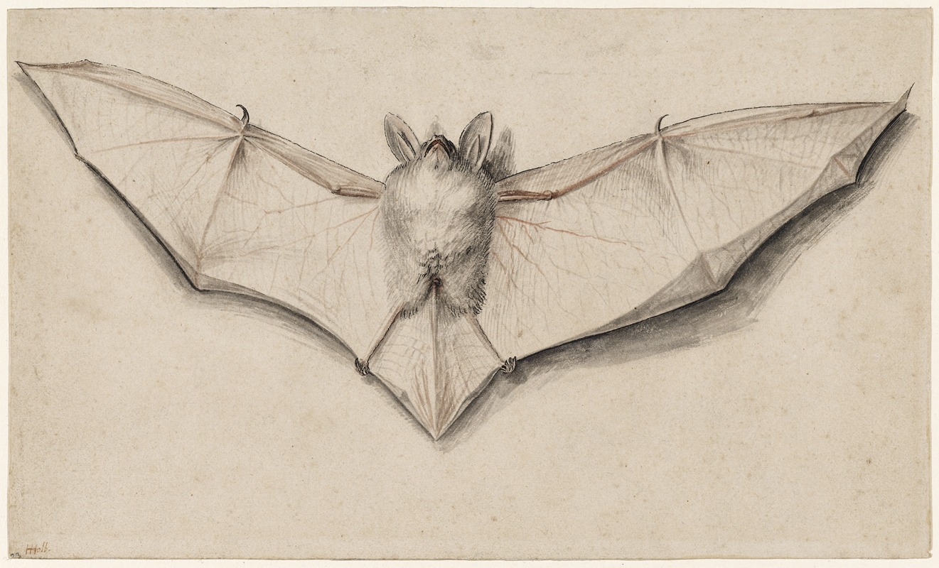 Bat with Outspread Wings by Ганс Хольбейн Младший, 1523 — digital art print download