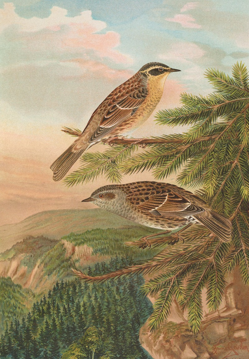 Accentor modularis, Accentor montanellus by Johann Friedrich Naumann — digital art print download
