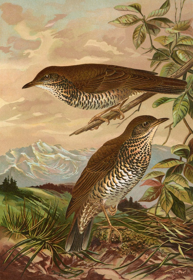 Geocichla mollissima by Johann Friedrich Naumann — digital art print download