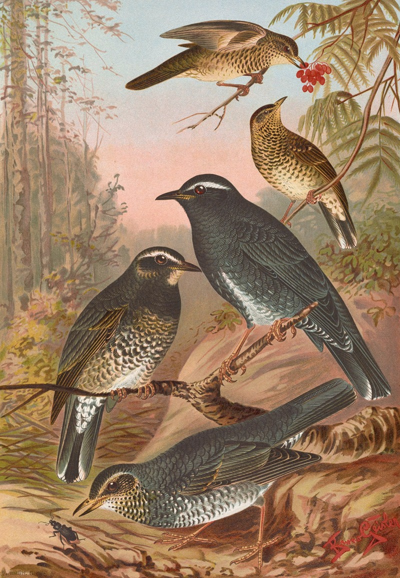 Geocichla sibirica by Johann Friedrich Naumann — digital art print download