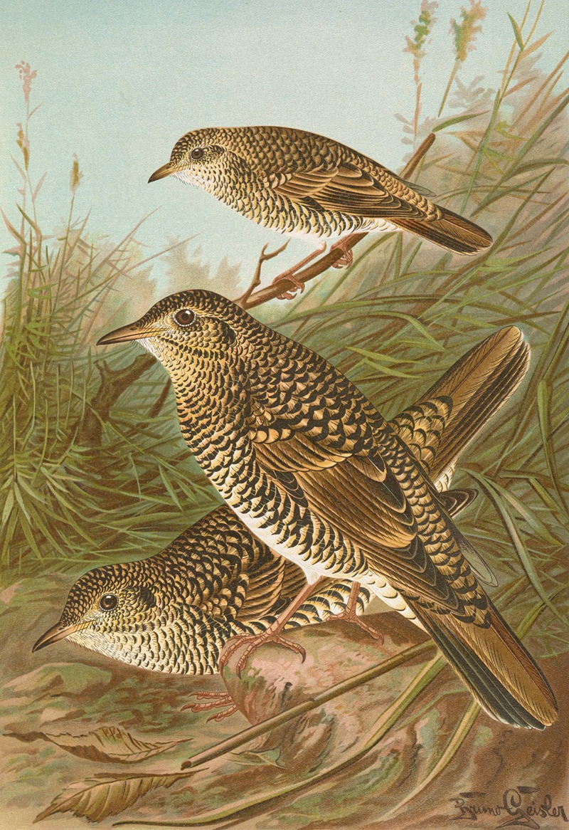 Geocichla varia, Geocichla dauma — Johann Friedrich Naumann