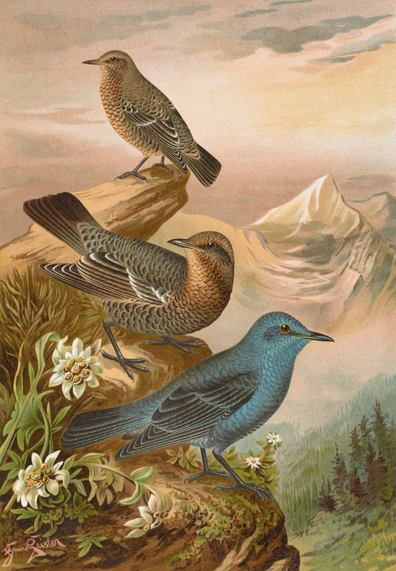 Monticola cyanus by Johann Friedrich Naumann — digital art print download