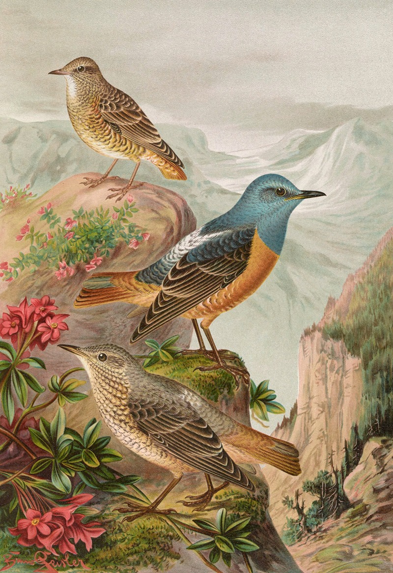 Monticola saxatilis by Johann Friedrich Naumann — digital art print download