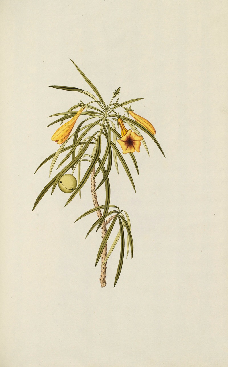 Selectarum stirpium Americanarum historia Pl.047 — Nikolaus Joseph Freiherr von Jacquin