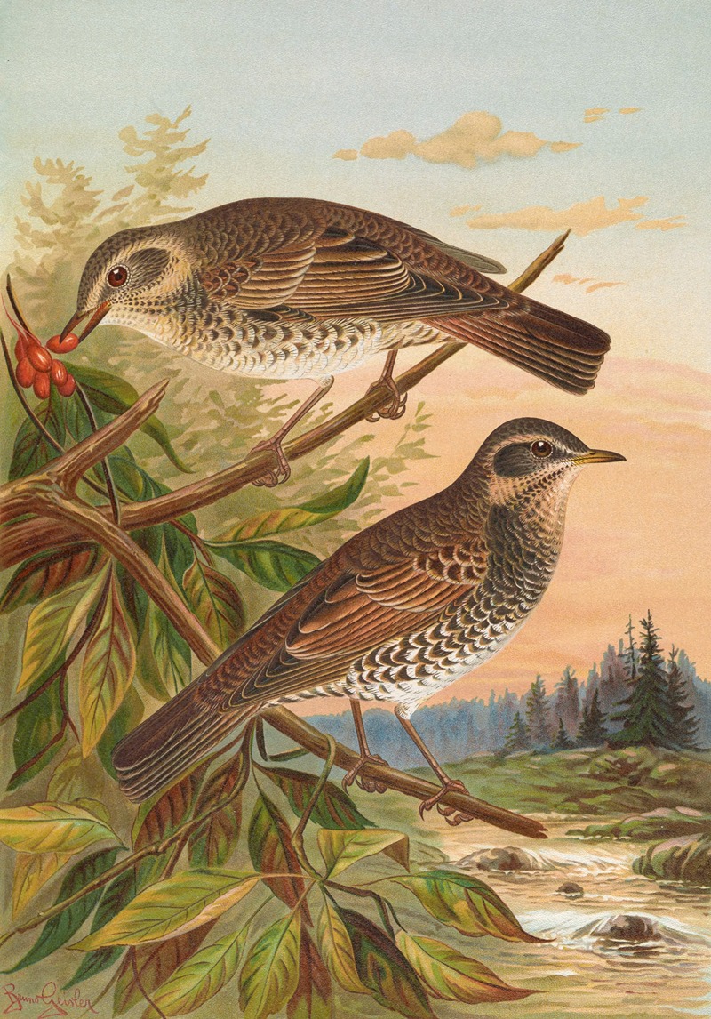 Turdus fuscatus by Johann Friedrich Naumann — digital art print download