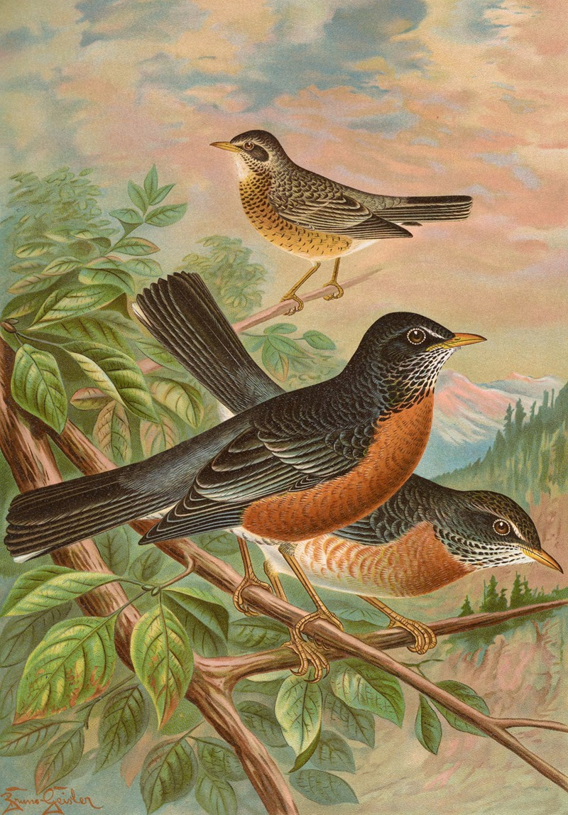Turdus migratorius by Johann Friedrich Naumann — digital art print download