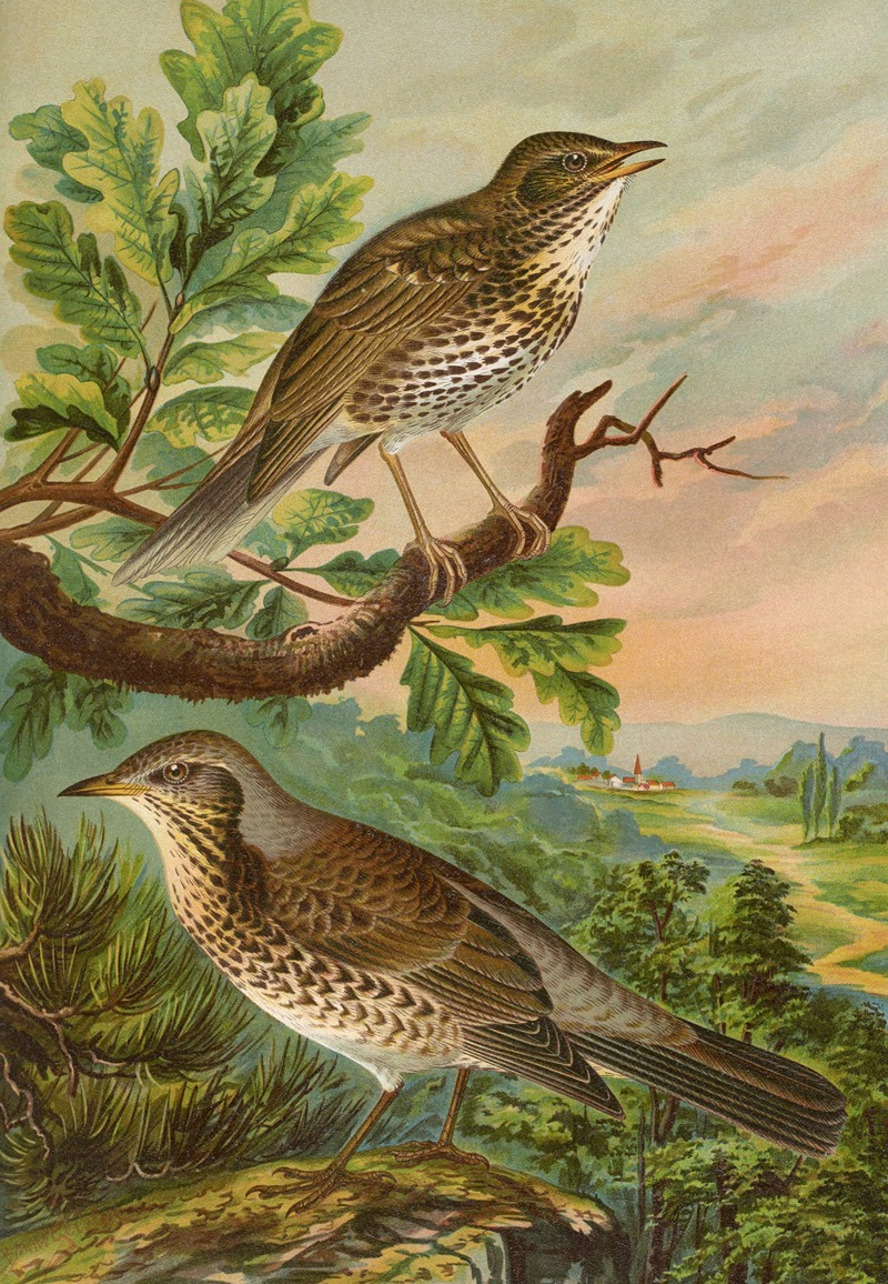 Turdus musicus, Turdus pilaris — Johann Friedrich Naumann