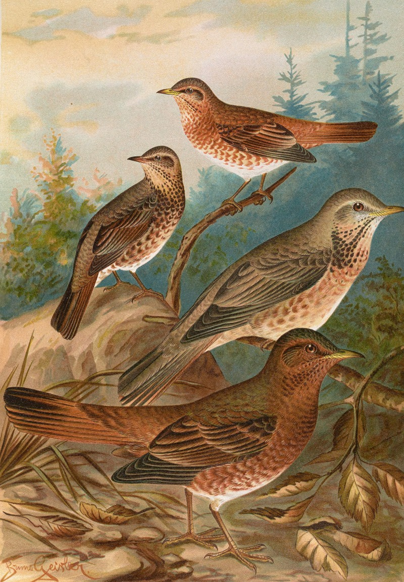 Turdus Naumanni by Johann Friedrich Naumann — digital art print download