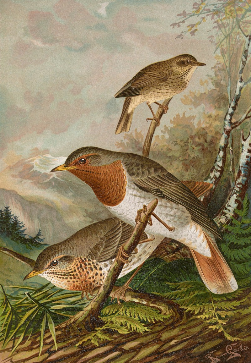 Turdus ruficollis by Johann Friedrich Naumann — digital art print download