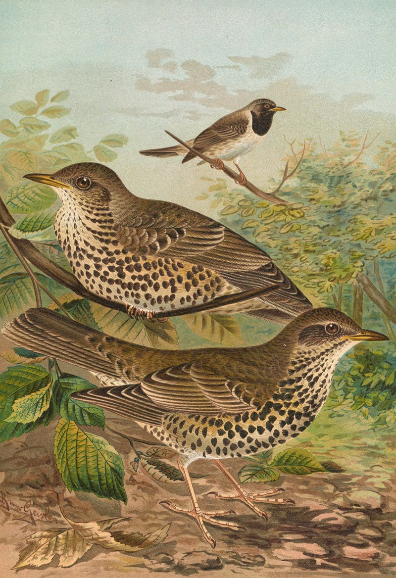 Turdus viscivorus, Turdus atrigularis by Johann Friedrich Naumann — digital art print download