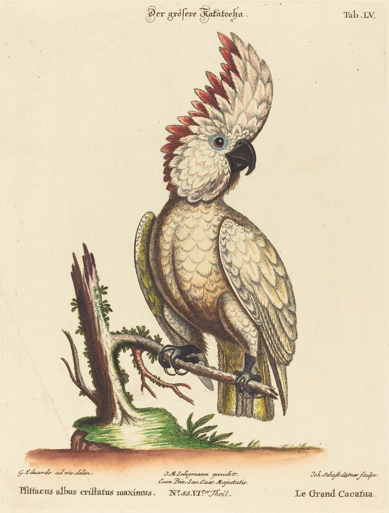 Psittacus albus cristatus maximus by Johann Sebastian Leitner — digital art print download