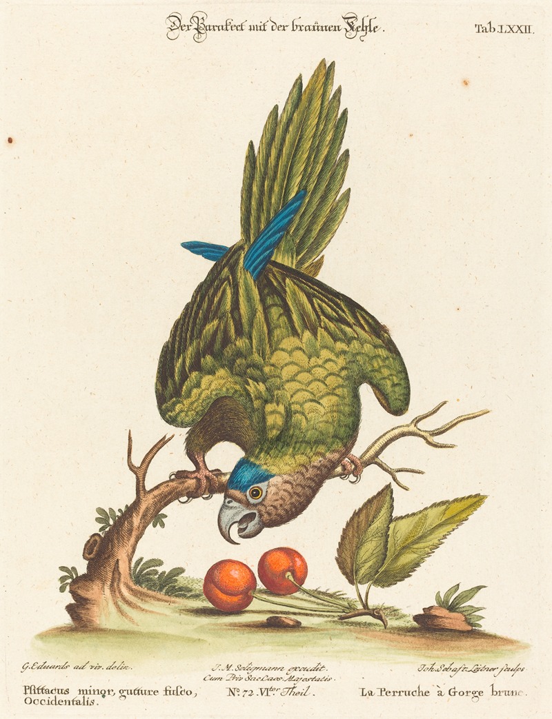 Psittacus minor gutture fusco, occidentalis — Johann Sebastian Leitner