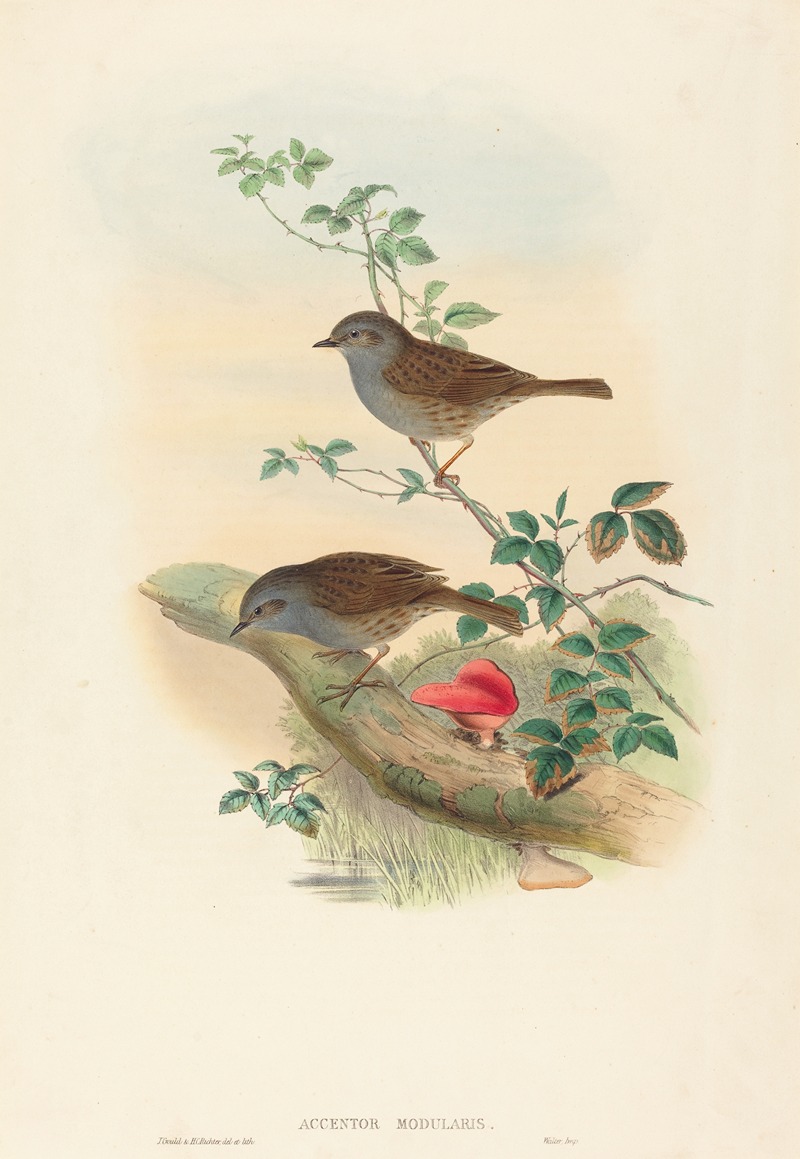 Accentor modularis by John Gould — digital art print download