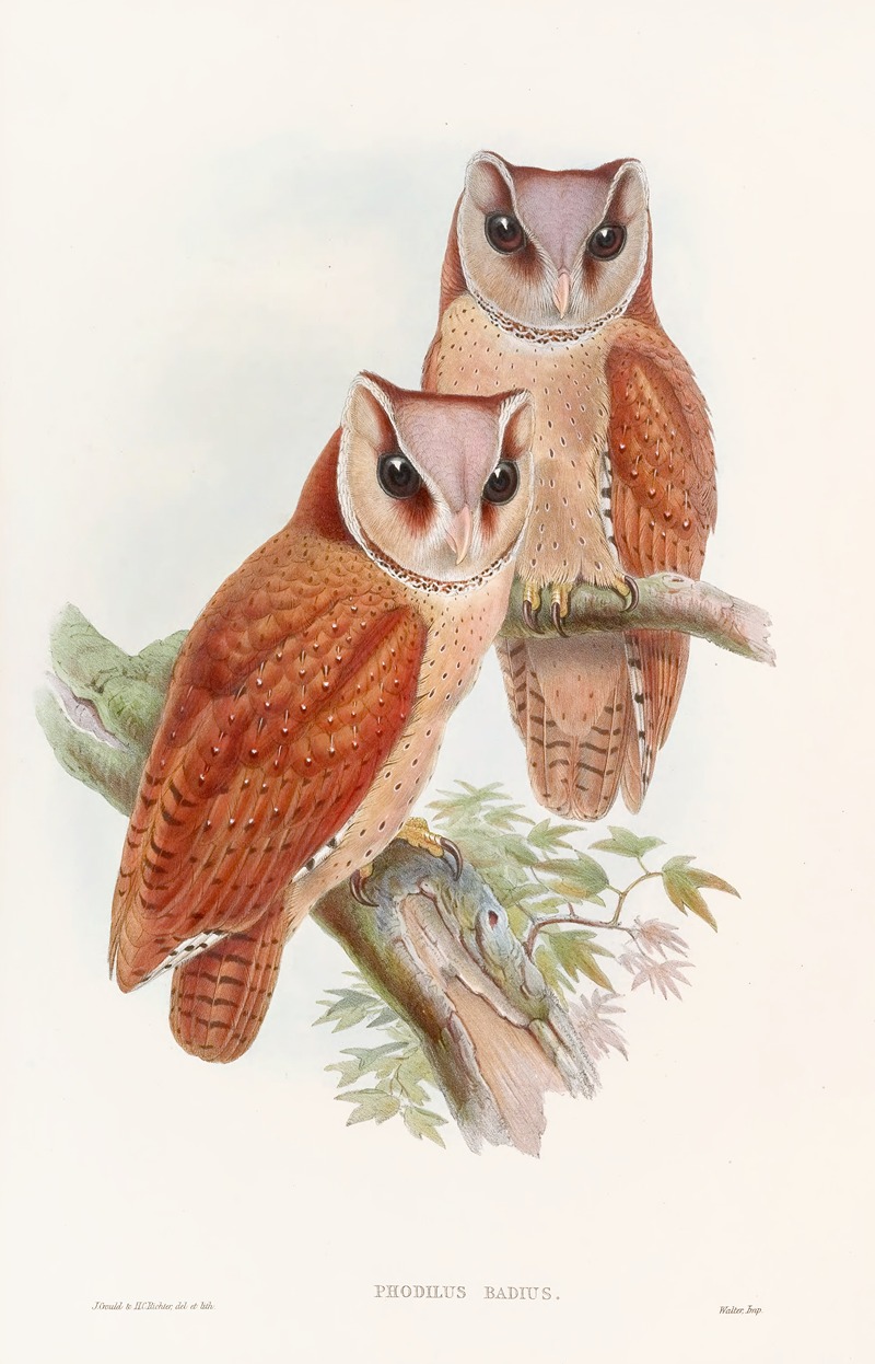 Bay Owl by John Gould, 1850-1883 — digital art print download