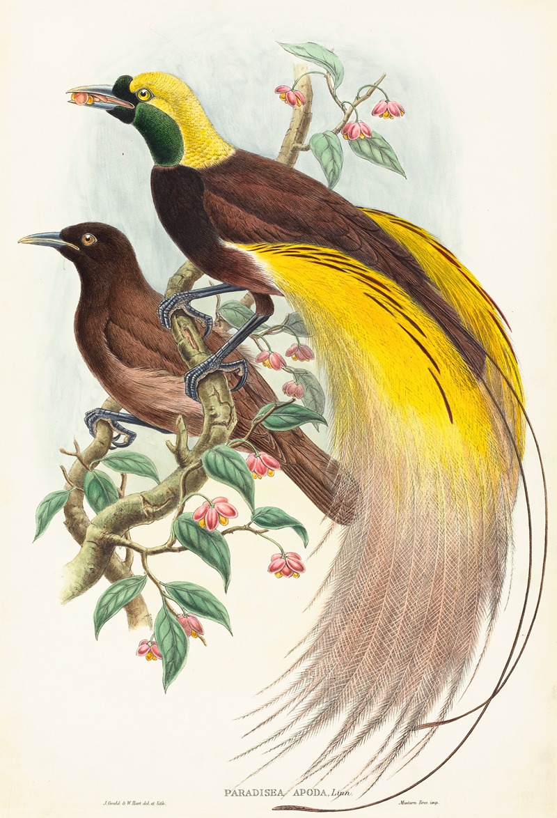 Bird of Paradise (Paradisea apoda) — John Gould